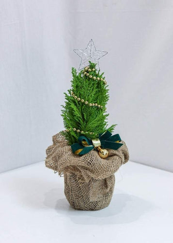 Little Christmas Tree - Toronto Flower Gallery