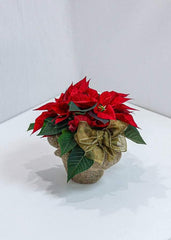 Beautiful Poinsettia - Toronto Flower Gallery