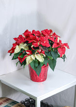 Load image into Gallery viewer, 10&quot; Marble Poinsettia - Toronto Flower Gallery
