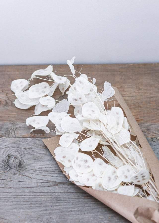 Dried Cream Lunaria - Toronto Flower Gallery