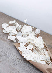 Dried Cream Lunaria - Toronto Flower Gallery