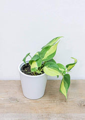 Philodendron 4